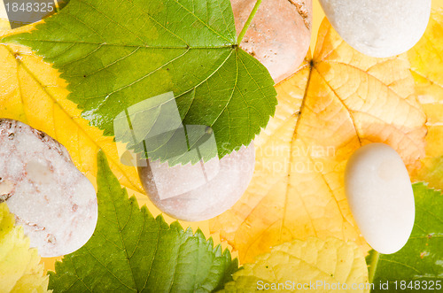 Image of Yellow and green fallen down leaves, background