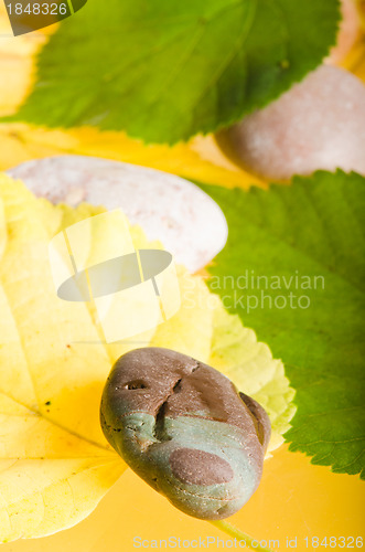 Image of Yellow and green fallen down leaves, background