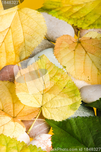 Image of Yellow and green fallen down leaves, background