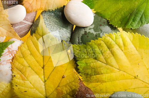 Image of Yellow and green fallen down leaves, background