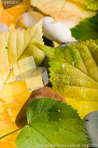 Image of Yellow and green fallen down leaves, background
