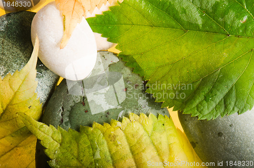 Image of Yellow and green fallen down leaves, background