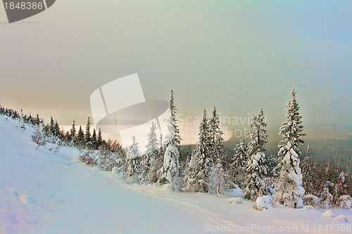 Image of Winter forest