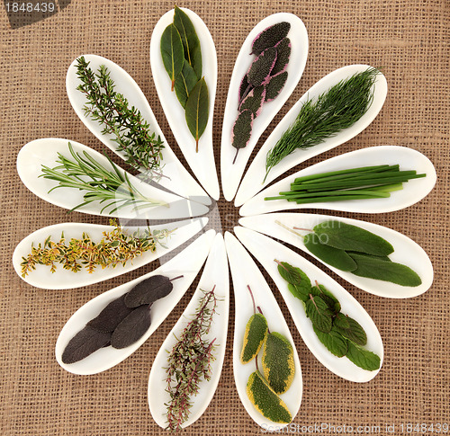 Image of Fresh Herb Selection