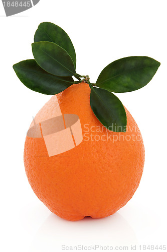 Image of Valencia Orange 