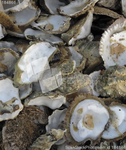 Image of Discarded oyster shells