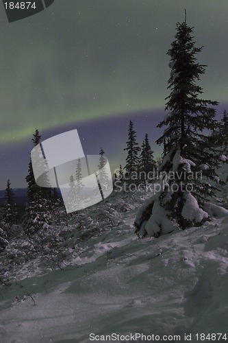 Image of Winter night landscapewith spruce