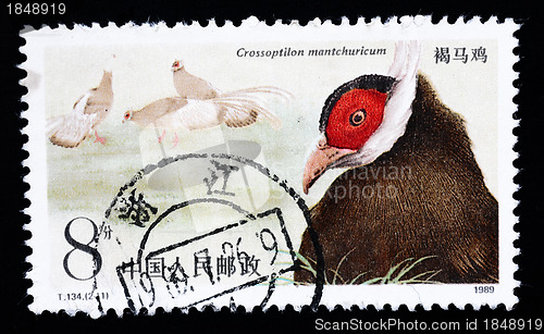 Image of A stamp printed in China shows Brown Eared Pheasant