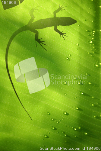 Image of Lizard on Leaf