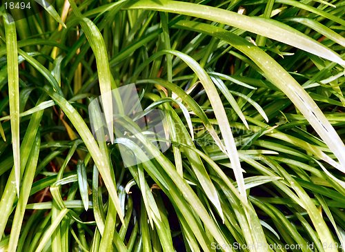 Image of sharp grass