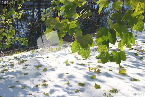 Image of First snow