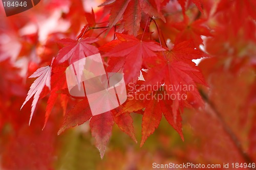 Image of Autumn red