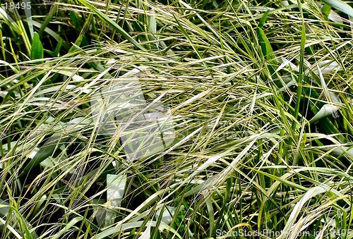 Image of Wild Grass