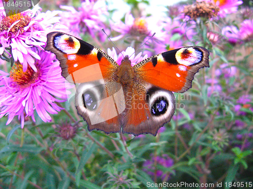 Image of The  graceful butterfly on the aster