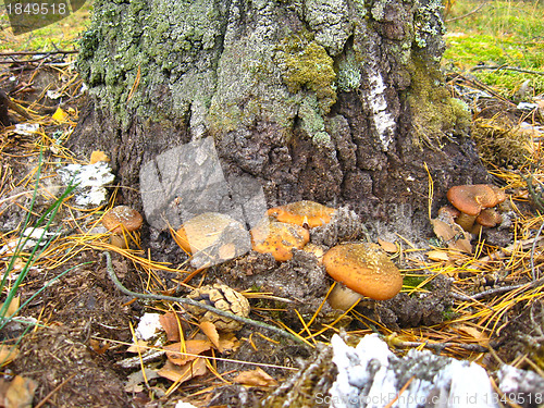 Image of mushrooms under a birch
