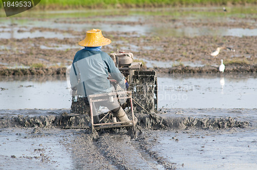 Image of Thai farmer at the rice field