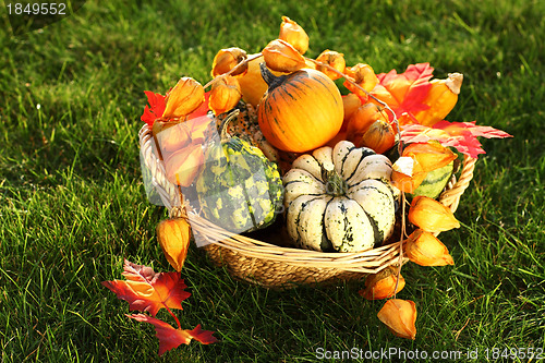 Image of Pumpkins  in the grass