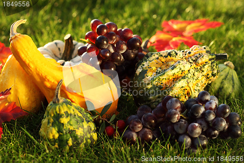 Image of Pumpkins and grapes  in the grass