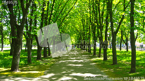 Image of Beautiful park with many green trees