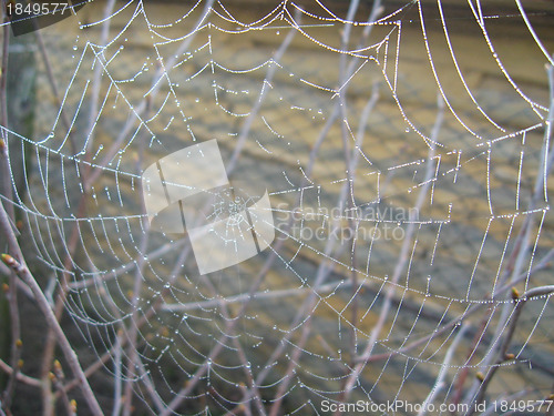 Image of spider's web on the grey background