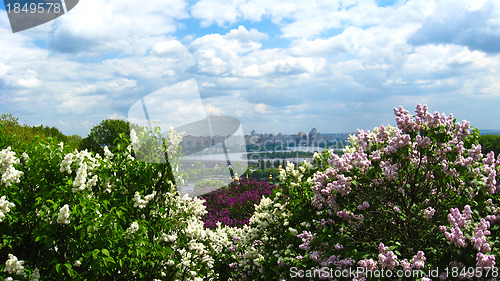 Image of Fine big bushes of a lilac