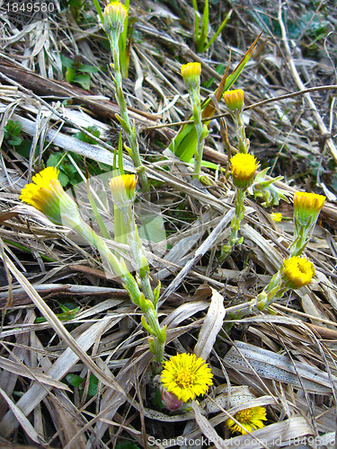 Image of the young flowers of coltsfoot