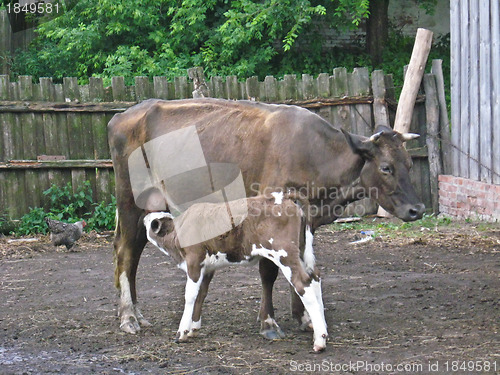 Image of grey cow with calf in the yard