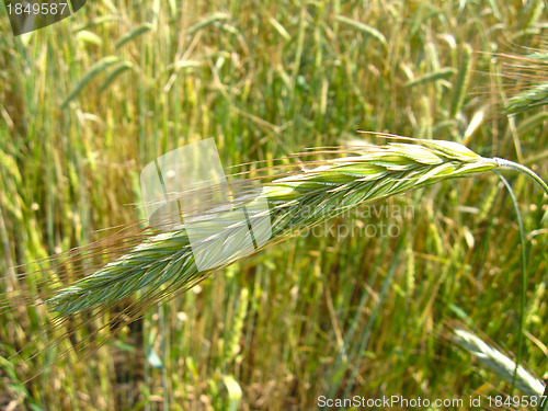 Image of spikelets of the wheat