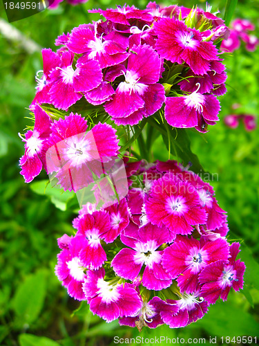 Image of Some beautiful red flowers