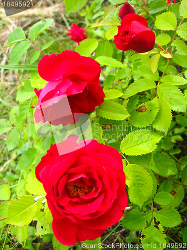 Image of a beautiful flowers of red roses