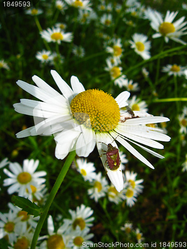 Image of a little bug on the chamomile