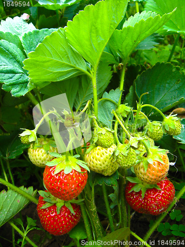 Image of Set of a ripe strawberry