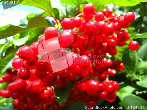 Image of Clusters of a red ripe guelder-rose