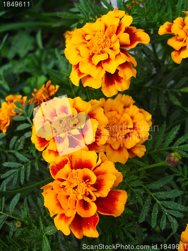 Image of A beautiful flowers of tagetes