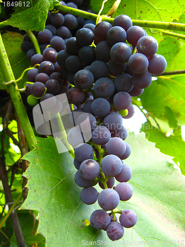 Image of big cluster of blue grapes