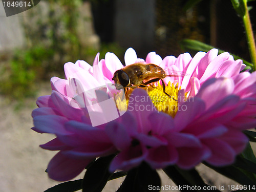 Image of The  bee collecting nectar on the aster