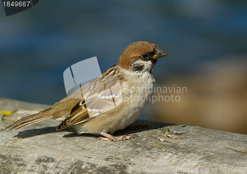 Image of Tree Sparrow 
