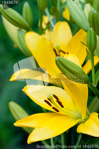 Image of yellow lily flowers