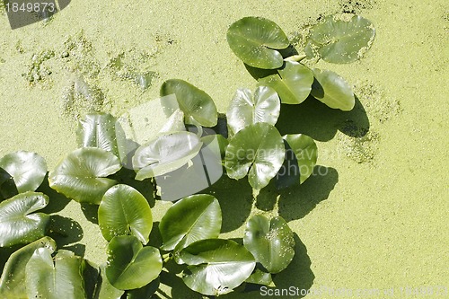 Image of Spatterdock plants (Nuphar lutea) in water among duckweed