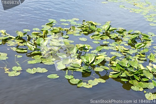 Image of Spatterdock plants (Nuphar lutea) in water