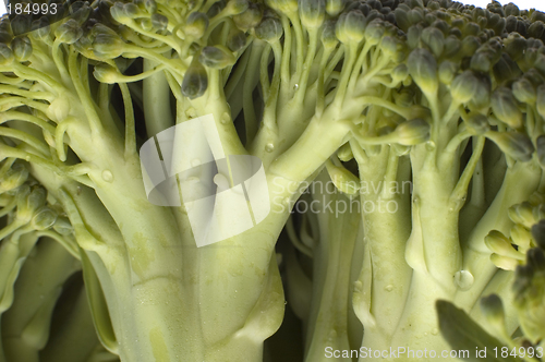 Image of broccoli