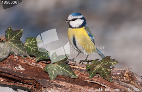 Image of Blue tit (Parus caeruleus)