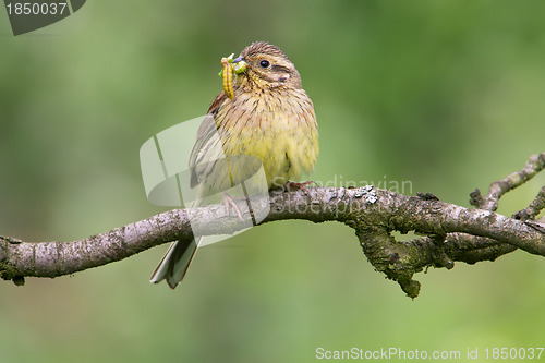 Image of Cirl Bunting