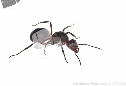 Image of Ant