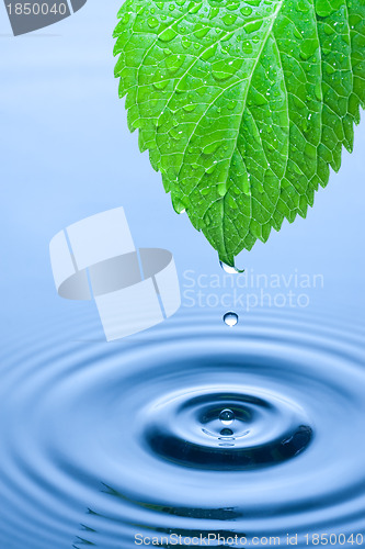 Image of Green leaf water drops 1
