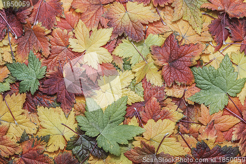 Image of Fall leaves background