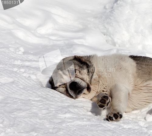 Image of Dog sleeping on snow