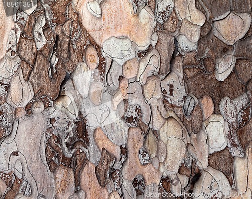 Image of Wooden texture