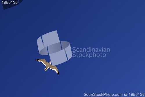 Image of Seagull hover in blue sky