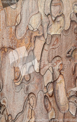 Image of Wooden texture